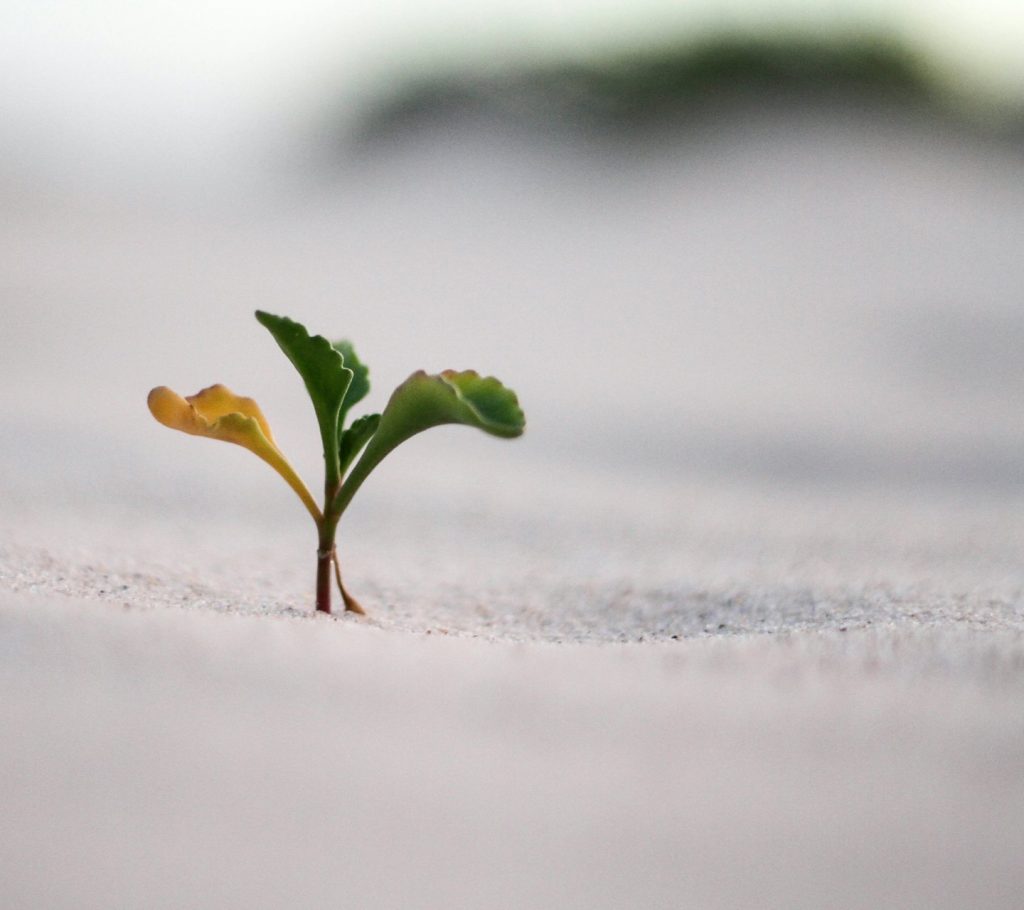 Coaching Dienstleistungen